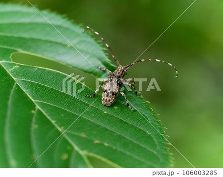 カミキリムシ科ナガゴマフカミキリ カミキリムシ科ナガゴマフカミキリ 106003285