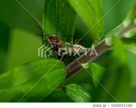 ササグモの狩 106003286