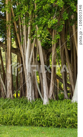 Banyan tree Banyan tree 106003346