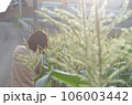 写真を撮る女性の後ろ姿 106003442