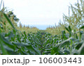 畑越しに臨む海 106003443