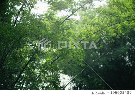 bamboo trees in the garden bamboo trees in the garden 106003489
