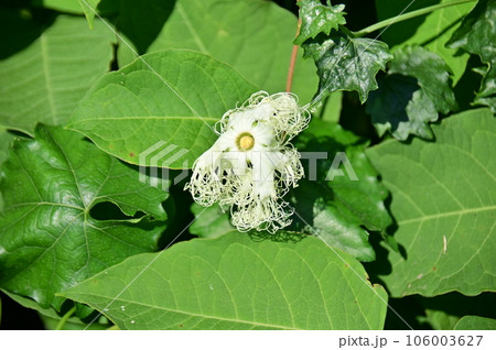 繊細で美しいカラスウリの花 106003627