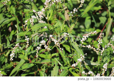 シロバナサクラタデの花 106003660