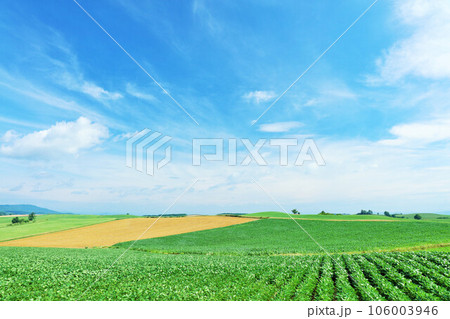 北海道　夏の青空と美瑛の風景 106003946