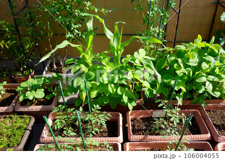 ルーフバルコニーを利用し、家庭菜園 プランターでいろいろな野菜を栽培 ルーフバルコニーを利用し、家庭菜園 プランターでいろいろな野菜を栽培 106004055