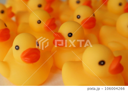 アヒルの行列 アヒルの行列 106004266