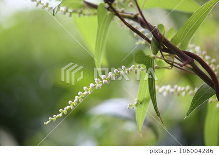 ヤマイモ(自然薯)の花 ヤマイモ(自然薯)の花 106004286