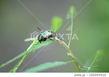 アオドウガネ（青銅鉦）とアリ（蟻）の対峙 106004426