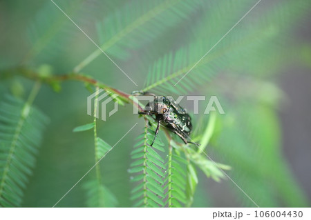 アオドウガネ(青銅鉦) アオドウガネ(青銅鉦) 106004430