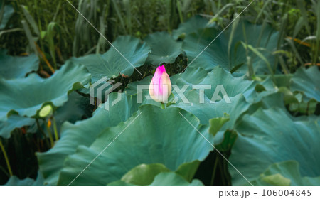 蓮池の蓮の花と蓮の葉の蓮莢 蓮池の蓮の花と蓮の葉の蓮莢 106004845