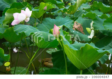 蓮池の蓮の花と蓮の葉の蓮莢 蓮池の蓮の花と蓮の葉の蓮莢 106004847