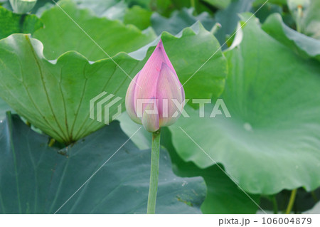 蓮池の蓮の花と蓮の葉の蓮莢 106004879