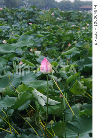 蓮池の蓮の花と蓮の葉の蓮莢 106004944