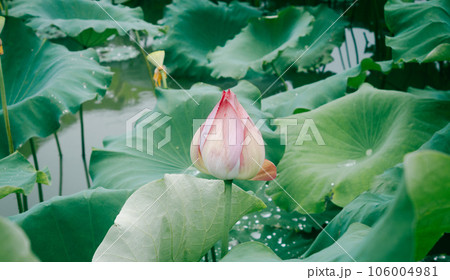 蓮池の蓮の花と蓮の葉の蓮莢 蓮池の蓮の花と蓮の葉の蓮莢 106004981