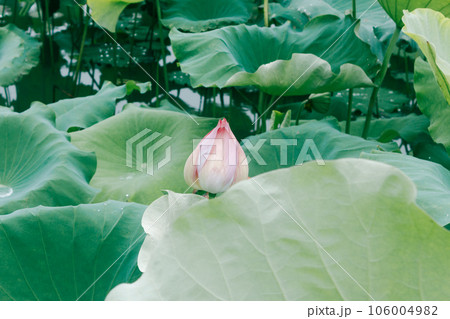 蓮池の蓮の花と蓮の葉の蓮莢 106004982