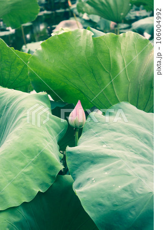 蓮池の蓮の花と蓮の葉の蓮莢 106004992