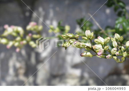 Pink trumpet vine Pink trumpet vine 106004993