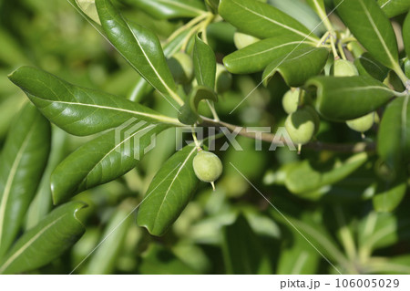 Mock Orange 106005029