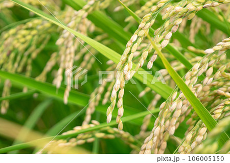 稲 稲穂 稲 稲穂 106005150