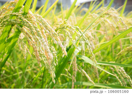 稲　稲穂 106005160