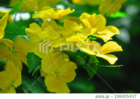 鮮やかな黄金色に咲く 106005437