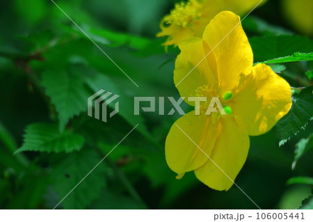 鮮やかな黄金色に咲く 106005441