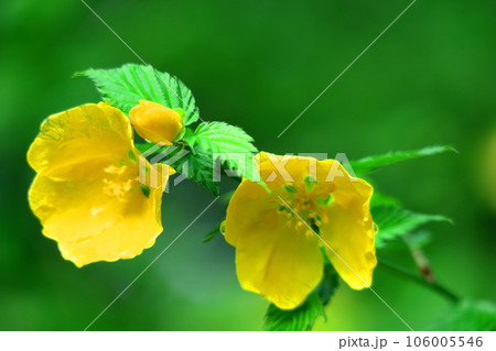 鮮やかな黄金色に咲く 鮮やかな黄金色に咲く 106005546
