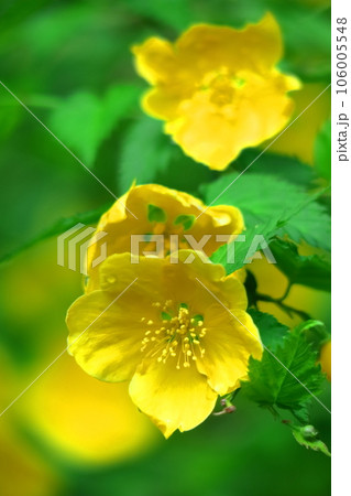 鮮やかな黄金色に咲く 鮮やかな黄金色に咲く 106005548