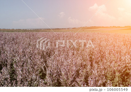 Field of Clary sage - Salvia Sclarea in bloom, cultivated to extract the essential oil and honey. Field with blossom sage plants during golden sunset, relaxing nature view. Close up. Selective focus. 106005549