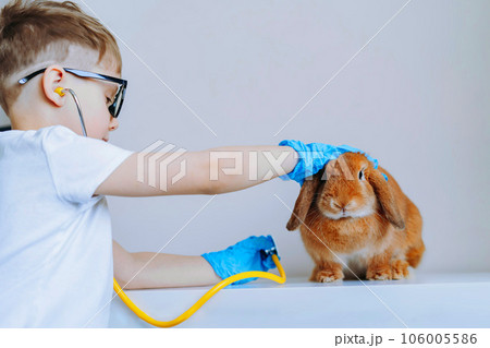 cute little boy playing vet stethoscoping a rabbit 106005586