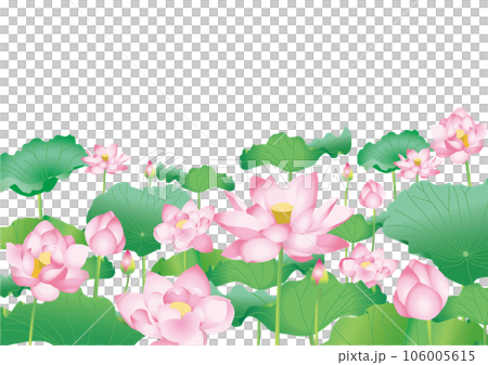 背景なしの蓮の花のイラスト素材 [106005615] - PIXTA
