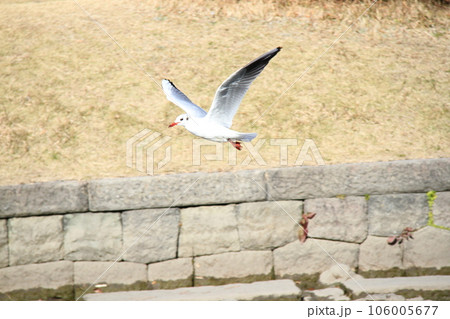 東京都墨田区にある旧安田庭園で飛ぶユリカモメ 106005677