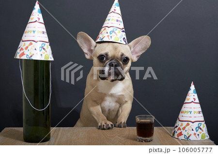 A bulldog dog in a birthday hat is standing at the table next to a glass and a bottle. 106005777