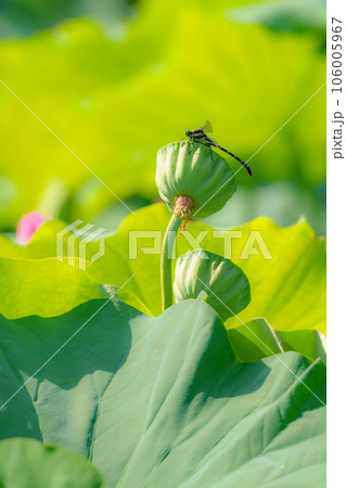 蓮の花托にとまるコオニヤンマ 106005967