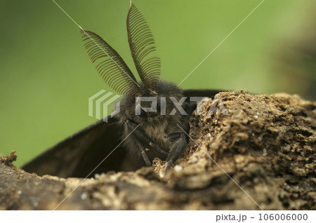 Frontal detailed vertical closeup on a brown European gypsy moth, Lymantria dispar with it's remarkable antenna 106006000