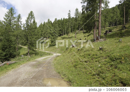 Natural scenic view on a dirt road and pine trees in in the Carinthian mountains, Austria 106006003