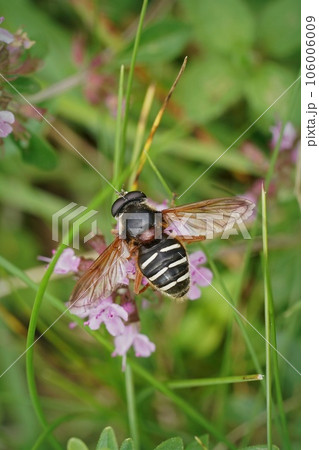 Closeup on a White-barred Peat Hoverfly, Sericomyia lappona sitting on Vicia sepium Closeup on a White-barred Peat Hoverfly, Sericomyia lappona sitting on Vicia sepium 106006009