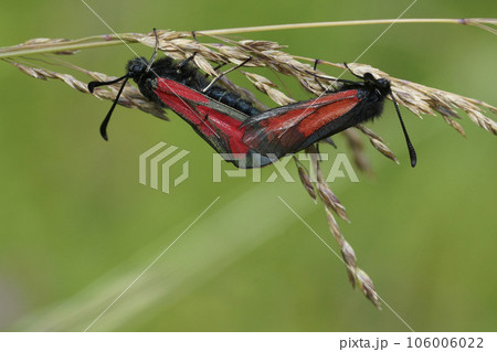 Closeup on a copulation of a colorful diurnal burnet moth, Zygaena purpuralis against a green background Closeup on a copulation of a colorful diurnal burnet moth, Zygaena purpuralis against a green background 106006022