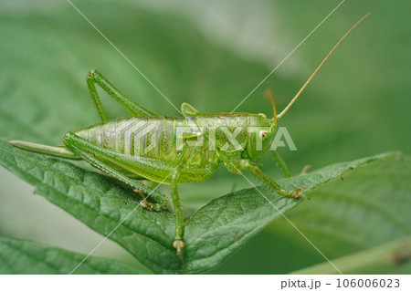 Closeup on an upland green bush-cricket, Tettigonia cantans sitting on a leaf 106006023