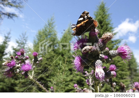Low angle closeup on a red admiral butterfly, Vanessa atalanta drinking nectar from a purple thistle 106006025