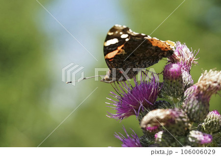 Low angle closeup on a Red Admiral butterfly, Vanessa atalanta sitting on a purple thistle 106006029