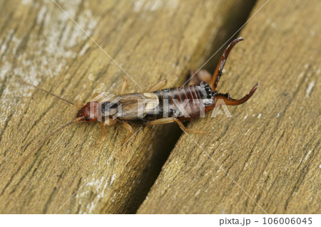 Detailed closeup on an adult colored European common earwig, Forficula auricularia, sitting on wood Detailed closeup on an adult colored European common earwig, Forficula auricularia, sitting on wood 106006045