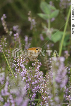 Closeup on an Orange Gatekeepor butterfly, Pyronia tithonus on common heather, flowers 106006053