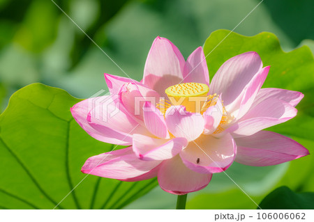 ハスの花 ハスの花 106006062