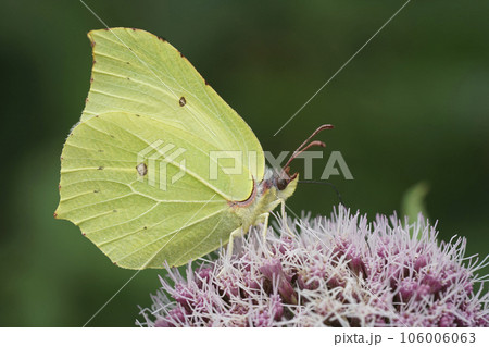 Closeup on a yellow male Brimstone butterfly, Gonepteryx rhamni sipping nectar from a pink Eupatorium cannabinum flower 106006063