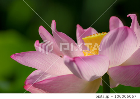 ハスの花 ハスの花 106006067