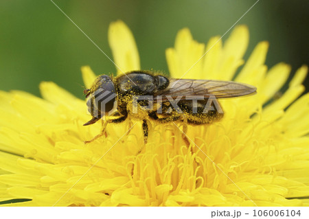 Closeup on a Cheilosia canicularis blacklet sawfly on a yellow hawkweed in the Austrian alps Closeup on a Cheilosia canicularis blacklet sawfly on a yellow hawkweed in the Austrian alps 106006104