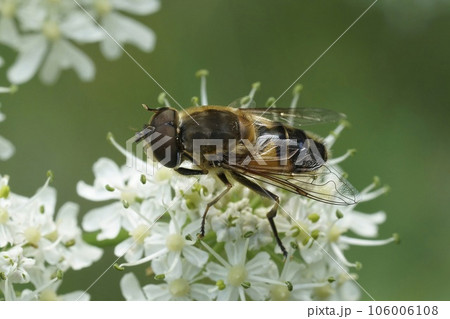 Closeup on the glass-winged drone fly, Eristalis similis on a white Heracleum sphondylium flower Closeup on the glass-winged drone fly, Eristalis similis on a white Heracleum sphondylium flower 106006108
