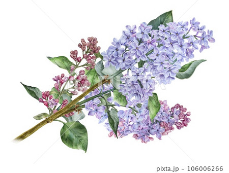 Bouquet of Lilac flowers. Watercolor botanical illustration. Hand drawn clipart isolated on a white background. Inflorescence of a shrub. For packaging design of cosmetics and perfumes 106006266